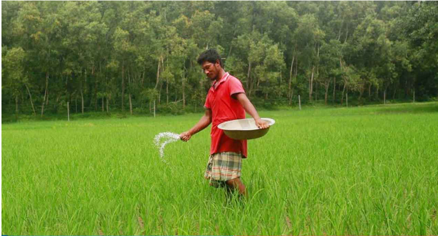 সার ব্যবস্থাপনায় নতুন উদ্যোগ, ৬৪ জেলায় শতভাগ বরাদ্দ পাবে কৃষকরা